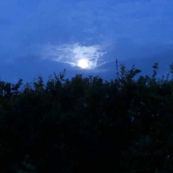 Meet your Posher, Devann - Picture 1 of 1